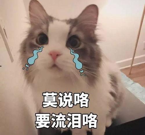 吃瓜群众妈妈去世了,吃瓜群众妈妈离世，家属悲痛不已