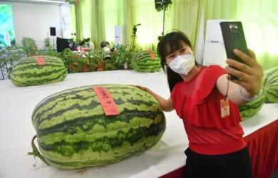 爱丽颖吃瓜群众,瓜田里的明星，吃瓜群众的焦点